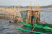 Philippines, Palawan, Malampaya Sound Protected Landscape and Seascape, fisherman harvesting green mussels