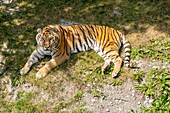 Canada, Quebec province, Lake Saint Jean region, Wild Zoo Saint Felicien, Tiger