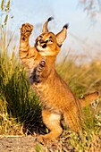 Caracal (Caracal caracal) , Occurs in Africa and Asia, Young animal 9 weeks old, jumping, Captive