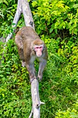 Canada, Quebec province, Lake Saint Jean region, Wild Zoo Saint Felicien, Macaques of Japan