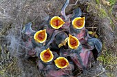 Frankreich,Elsass,Blaumeise (Cyanistes caeruleus[),Nest mit Küken