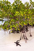 Ecuador,Galápagos-Archipel,von der UNESCO zum Weltnaturerbe erklärt,Insel Santa Cruz,Tortuga-Bucht,Meeresleguan (Amblyrhynchus cristatus) in der Mangrove