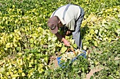 Old man picking common bean (Phaseolus vulgaris), France