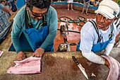 Ecuador,Galápagos-Archipel,von der UNESCO zum Weltnaturerbe erklärt,Insel Santa Cruz,Puerto Ayora,Fischmarkt,ein Galápagos-Seelöwe (Zalophus wollebaeki) wartet auf Fischreste