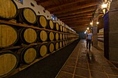 Spain, Canary Islands, Lanzarote Island, La Géria, Biosphere reserve, vineyards near Yaiza