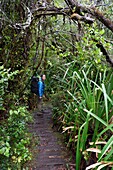 Chile,Region Los Lagos,Insel Chiloé,Cucao,Chiloe-Nationalpark,Tepual-Weg