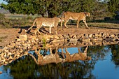 Gepard (Acinonyx jubatus),kommt in Afrika vor,spaziert in Savanne,vor einem künstlichen Wasserloch,Spiegelung,in Gefangenschaft