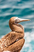 Ecuador,Galapagos-Archipel,von der UNESCO zum Weltnaturerbe erklärt,Insel Santa Cruz,Plaza South Island,Blaufußtölpel (Sula nebouxii),Jungtier