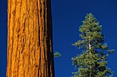 Vereinigte Staaten,Kalifornien,Sequoia-Nationalpark,der Sequoia-Nationalpark ist bekannt für seine zahlreichen Mammutbäume,darunter der größte,General Sherman