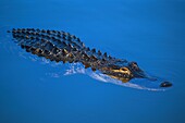 Vereinigte Staaten,Florida,Everglades National Park,Alligatoren im Everglades National Park