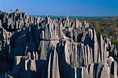 Madagascar, Melaki, Tsingy National Park of Bemaraha, Tsingy, are presented as real limestone cathedrals listed as World Heritage by UNESCO