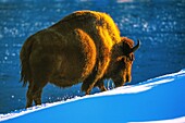 United States, Montana, Whyoming and Idaho, Yellowstone National Park, Bison in Yellowstone National Park