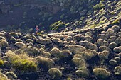 Italy, Sicily, Mount Etna Regional Nature Park, Mount Etna, UNESCO World Heritage Site, North Slope, Pads of Astragalus siculus, endemic species of Etna, woman practicing hiking