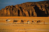 Tschad,Ennedi,Sahara,Karawane in der Depression Cora Mordi