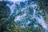 Vereinigte Staaten,North Carolina,Great Smoky Mou National Park,Great Smoky Mountains National Park Forest