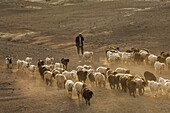 China, Xinjiang autonomous region, Turfan or Turpan, Uighur shepherd and his flock