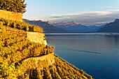 Switzerland, Canton of Vaud, Lavaux Vineyard Terraces listed as World Heritage by UNESCO, it extends from Montreux to Lausanne on 32km along Lake Geneva and 850ha