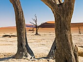 Namibia,Provinz Hardap,Namib-Naukluft-Nationalpark,Deadvlei