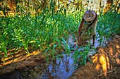 Algerien,Großer westlicher Erg,Sahara,Timimoun,Bauern in den Gärten des Palmenhains von Timimoun