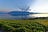 Switzerland, Canton of Vaud, Lavaux Vineyard Terraces listed as World Heritage by UNESCO, it extends from Montreux to Lausanne on 32km along Lake Geneva and 850ha