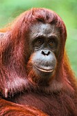 Malaysia, Sarawak, Semengok, the Semonggok Wildlife Rehabilitation Center is located south of Kuching, and is a rehabilitative sanctuary of Orangs-utans who were injured or captured