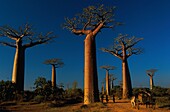 Madagascar, Tulear, Menabe, Baobab Alley, (Adansonia grandidieri)