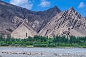 China, Xinjiang autonomous region, Sanju, Urqi valley