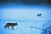 Vereinigte Staaten,Kalifornien,Yosemite National Park,Kojote im Winter