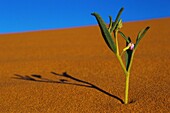 Mali,Fluss Niger,Sahara