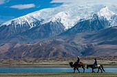 China, Xinjiang autonomous region, Pamir highlands, pastures and semi nomadic kirghize communities of lake Karakul, shepherds riding horse and camel with the Mustagh Ata 7546 m in the back