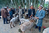 China, Xinjiang autonomous region, Hotan, bazaar, livestock market