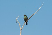 Namibia, Erongo Province, Camp Mara Namibia, Greater Blue Eared Starling