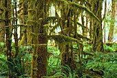 United States, Washington State, Olympic National Park, Olympic National Park, Wet Forests