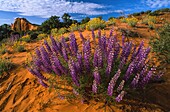 Vereinigte Staaten,Utah,Canyonlands National Park,Frühlingsblüte in der Cannyonlands Wüste