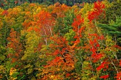 Vereinigte Staaten,New hampshire,White Mountains State Park,Der White Mountains State Park ist bekannt für die Farben seiner Ahornbäume während des Indian Summer