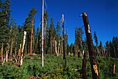 Vereinigte Staaten,Kalifornien,Yosemite-Nationalpark,Feuer spielt eine wichtige Rolle bei der Erneuerung der Riesenmammutbäume (Sequoiadendron giganteum)