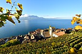 Schweiz,Kanton Waadt,Lavaux Weinbergterrassen,von der UNESCO zum Weltkulturerbe erklärt,erstreckt sich von Montreux bis Lausanne auf 32 km entlang des Genfer Sees und 850 ha,das Dorf Saint Saphorin