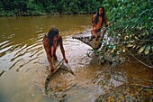 Ecuador, Orellana, Rio Cononaco, Family Fishing, the Huaorani are one of the last two tribes of hunter-gatherers living in the heart of the rainforest of Ecuador