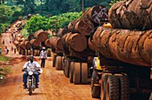 Cameroon, East, Lobeke National Park, Result of legal or illegal slaughter, the Congolese border is not far and difficult to know the true origin of trees felled