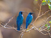 Namibia,Kunene-Provinz,Torra Conservancy,Großer Blauohrstar