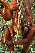 Malaysia,Sarawak,Semengok,das Semonggok Wildlife Rehabilitation Center befindet sich südlich von Kuching und ist ein Rehabilitationszentrum für verletzte oder gefangene Orangs-Utans