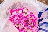 Bulgaria, Stara Zagora, Kazanlak, The Valley of Roses, harvesting roses on the fields of the Enio Bonchev distillery