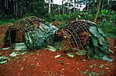 Congo, East, Lobeke, Baka pygmies groups build huts built with curved branches and covered with large leaves