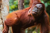 Malaysia, Sarawak, Semengok, the Semonggok Wildlife Rehabilitation Center is located south of Kuching, and is a rehabilitative sanctuary of Orangs-utans who were injured or captured