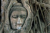 Thailand, Ayutthaya Temples, Buddha Head Enclosed in the Roots of a Ficus