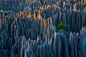 Madagaskar,Melaki,Tsingy Nationalpark von Bemaraha,Tsingy,werden als echte Kalksteinkathedralen präsentiert,die von der UNESCO zum Weltkulturerbe erklärt wurden