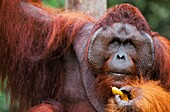 Malaysia, Sarawak, Semengok, the Semonggok Wildlife Rehabilitation Center is located south of Kuching, and is a rehabilitative sanctuary of Orangs-utans who were injured or captured