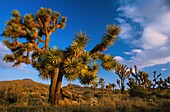 Vereinigte Staaten,Kalifornien,Joshua-Tree-Nationalpark,Vereinigte Staaten,Kalifornien,Joshua-Tree-Nationalpark,Joshua-Bäume widerstehen den extremen Temperaturen,die im Park herrschen,und können fast 200 Jahre alt werden