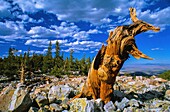 United States, Nevada, Great Basin National Park, the Bristlecone Pine, oldest tree on Earth