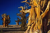 United States, California, Inyo National Forest, bristlecone pines, the oldest trees on Earth